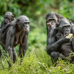 Bonobo z dzieckiem na plecach, obok inne jedzą. Czy to samiec alfa co to znaczy?